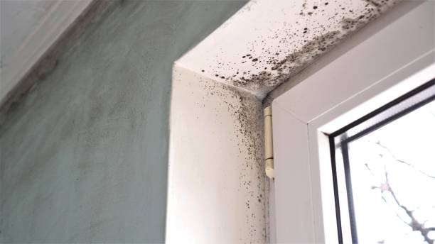 Mold Remediation for Rental Properties in Trail Creek, IN